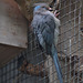 Blaunacken-Mausvogel (Wilhelma)