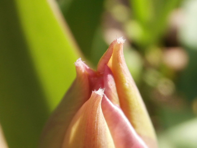 The tulip is just waiting for the sun to open it up