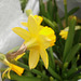 The mini daffodil is a joy to see
