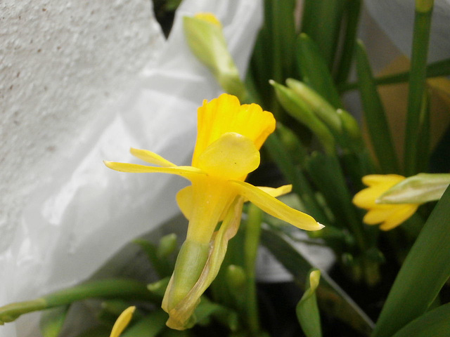 The mini daffodils