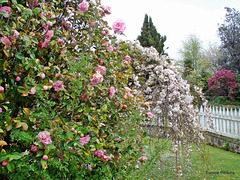 Camellias and blossom
