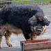 20140214 0142VAw [D-OB] Ungarisches Wollschwein, [Mangalica-Schwein], Kaisergarten, Oberhausen