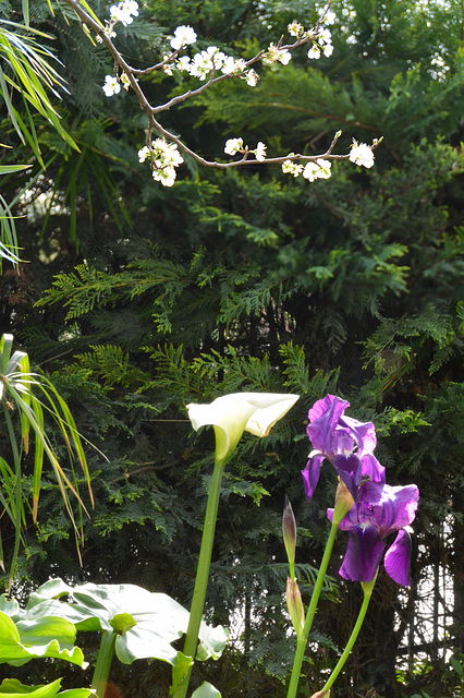 iris, arum et fleurs prunier cuisine