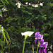 iris, arum et fleurs prunier cuisine
