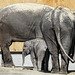 Elephants from the archives
