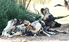 African wild dogs resting in shade