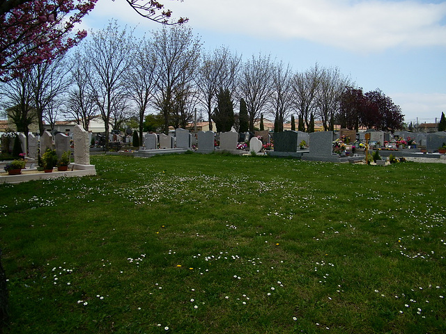 Tapis fleuri au cimetière