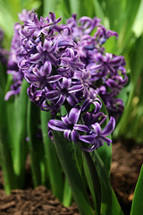 Delft Blue Hyacinths
