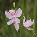 Calopogon pallidus (Pale Grass-Pink orchid)