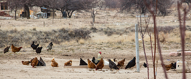 20140303 0330VRAw [TR] Hühner, Kappadokien, Türkei