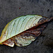 The Fallen Leaf, Part Two
