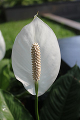 Goan flower