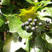 Some ivy berries