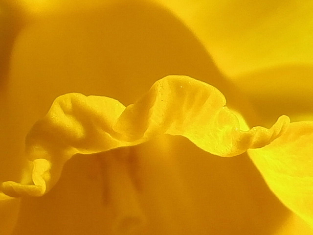 The delicate curve of the daffodil trumpet
