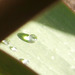 Tiny bead of rain on the tulip leaf