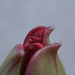 The tulip is starting to open
