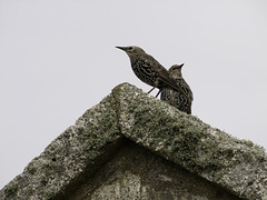 Starlings on the Rooftop...