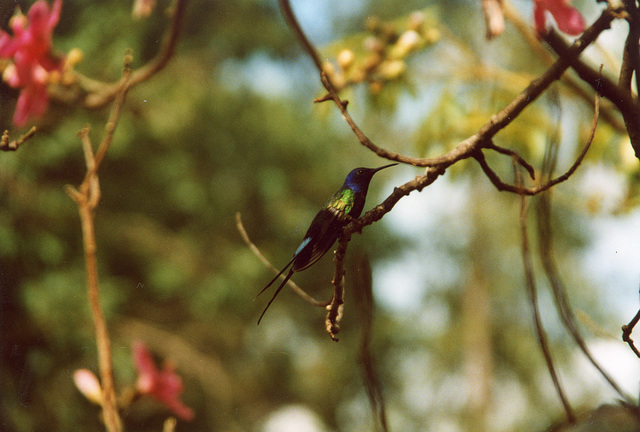 H is for Hummingbird