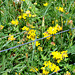 Yellow weeds