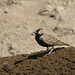 20100223-1617 Ashy-crowned sparrow-lark