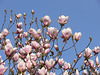 blauer Himmel - rosa Blüten