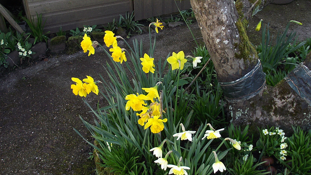 Lovely variety of daffodils and narcisuss