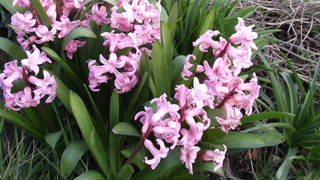 Heavenly scent of hyacinth