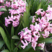 Heavenly scent of hyacinth