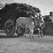 Bullock Cart India c1945