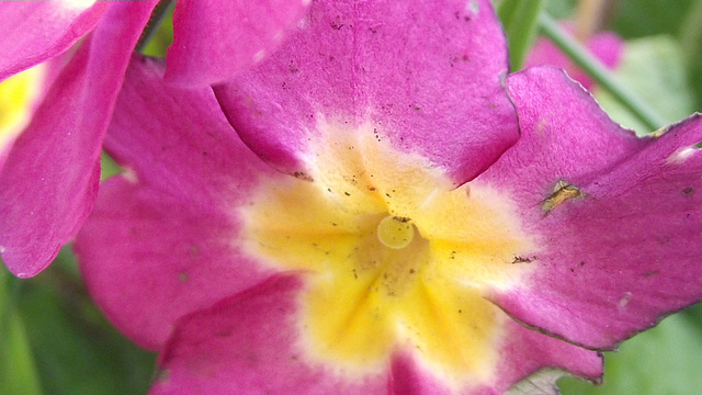 Pink polyanthus