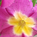 Pink polyanthus