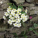 Primroses are growing in the wall