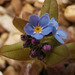 Tiny forget-me-not