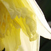My daffodil