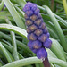A grape hyacinth