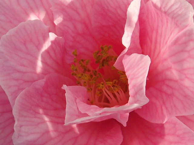 The superb camellia