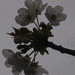 Flowering cherry blossom has started to bloom on the trees