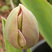A new tulip will soon open