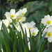 There are so many primroses in the garden