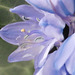 Bluebell flower