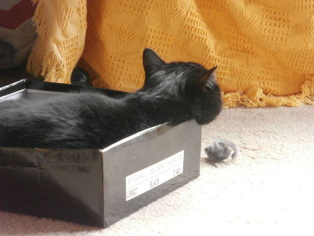 Boo still loves her box.......