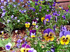 Pansy show