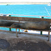 Sealions on the bench