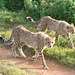 Young Cheetahs out for a walk.