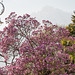 Blühende Magnolie an der Passer in Meran - 2014-03-20-_DSC1240