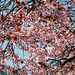 Blühender Zierkirschenbaum an der Passer in Meran - 2014-03-20-_DSC1162