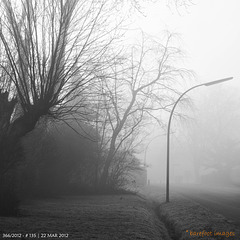 135|366: misty morning