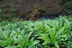 20090629-0117 Crinum latifolium L.