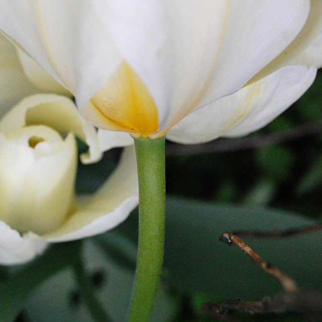 White tulip - square - (color fixed)