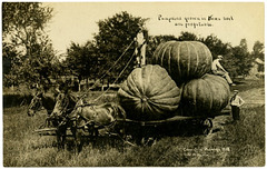 Pumpkins Grown in Kansas Soil Are Profitable